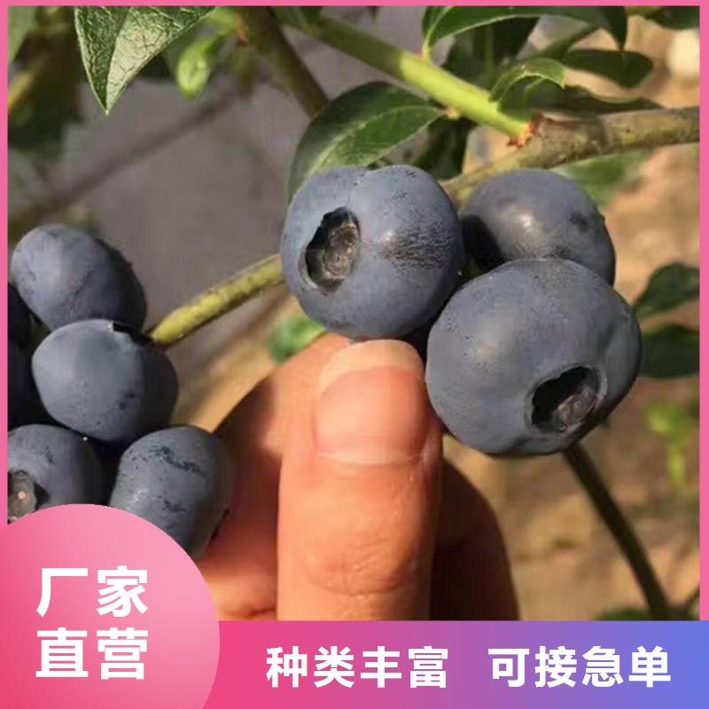 蓝莓苗樱桃苗丰富的行业经验