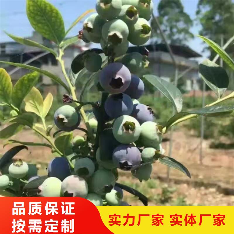 结果蓝莓树根系发达