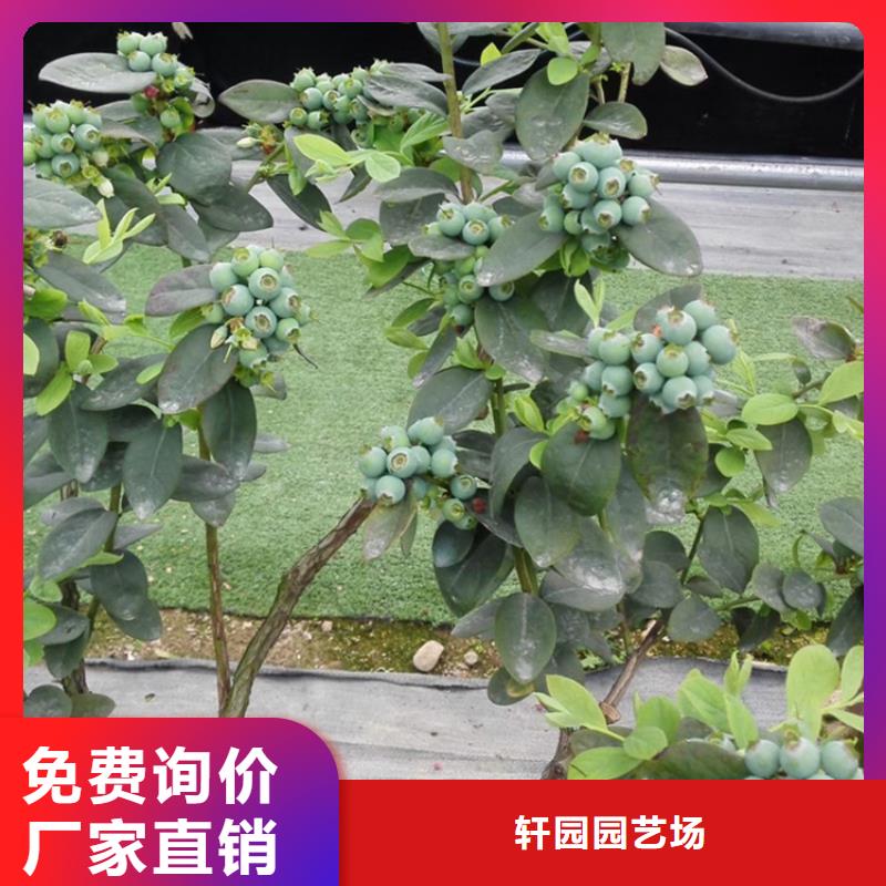 蓝莓苗石榴树专业厂家