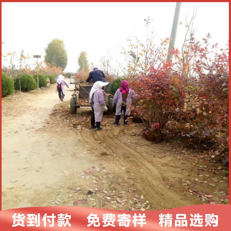 蓝莓苗石榴树专业厂家
