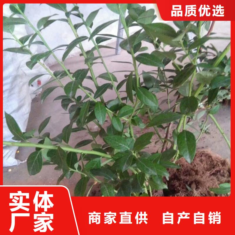 蓝莓苗苹果苗厂家工艺先进
