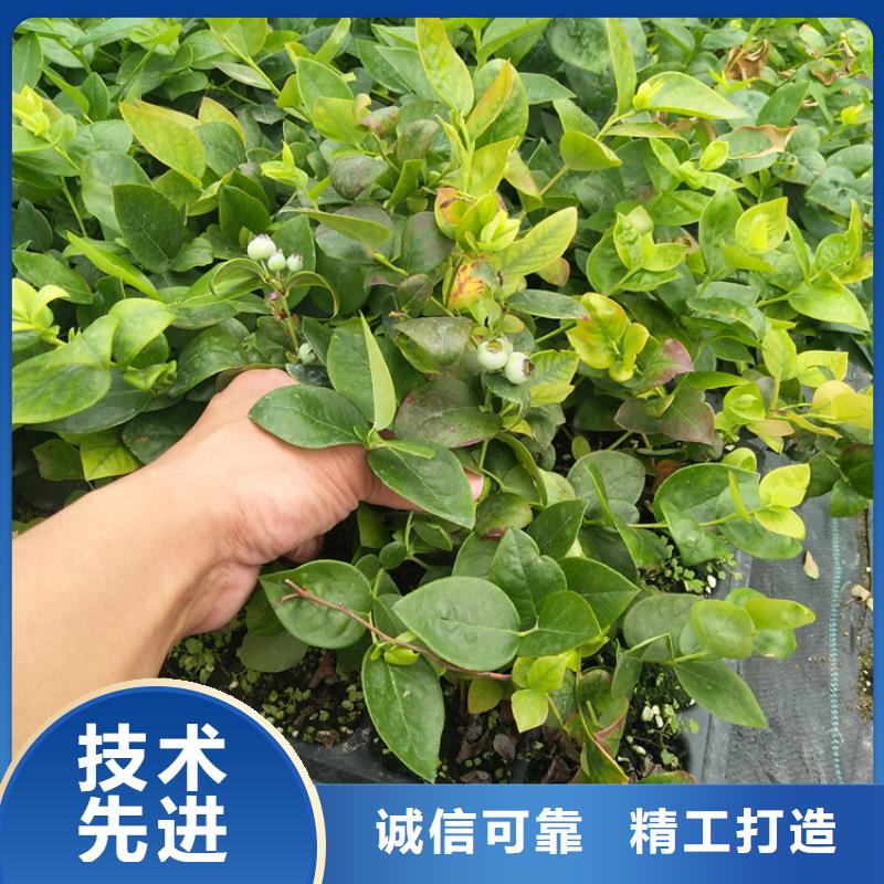 结果蓝莓树适合种植地区