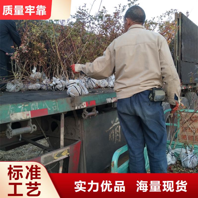 蓝莓苗,杏树苗严选材质