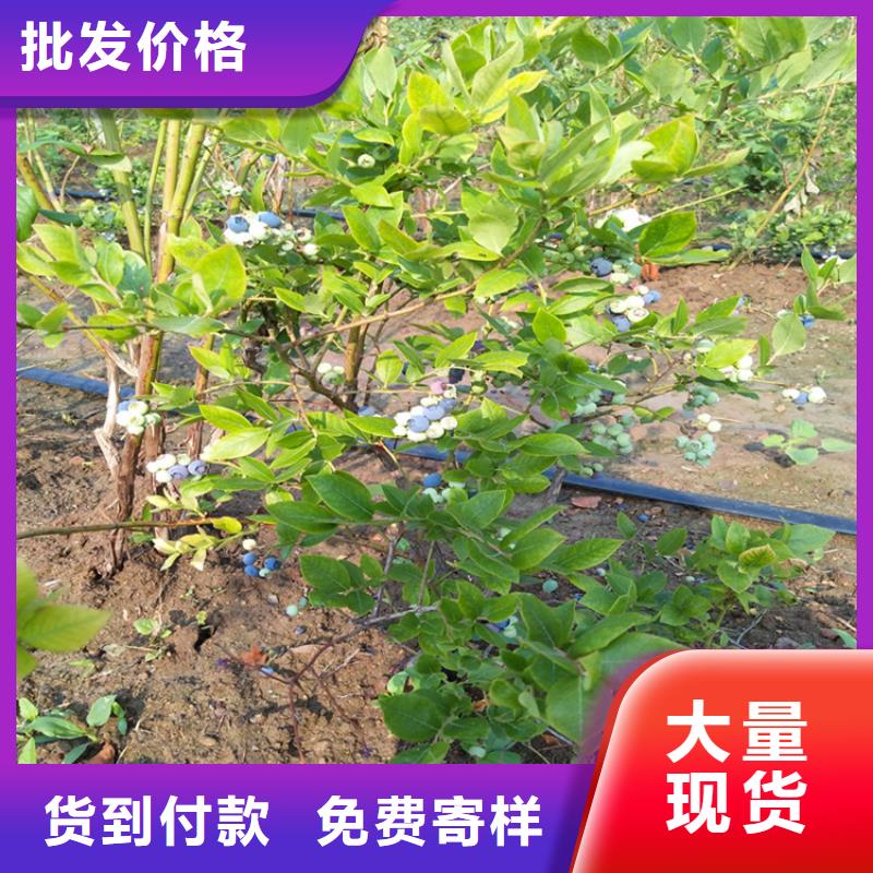 蓝莓苗黄瓜苗随到随提