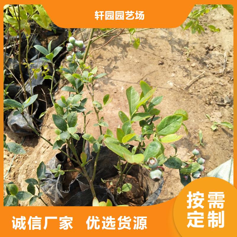 蓝莓苗黄瓜苗随到随提