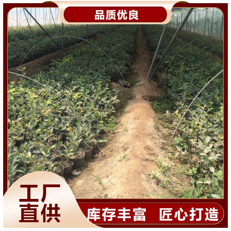 蓝莓苗大棚种植