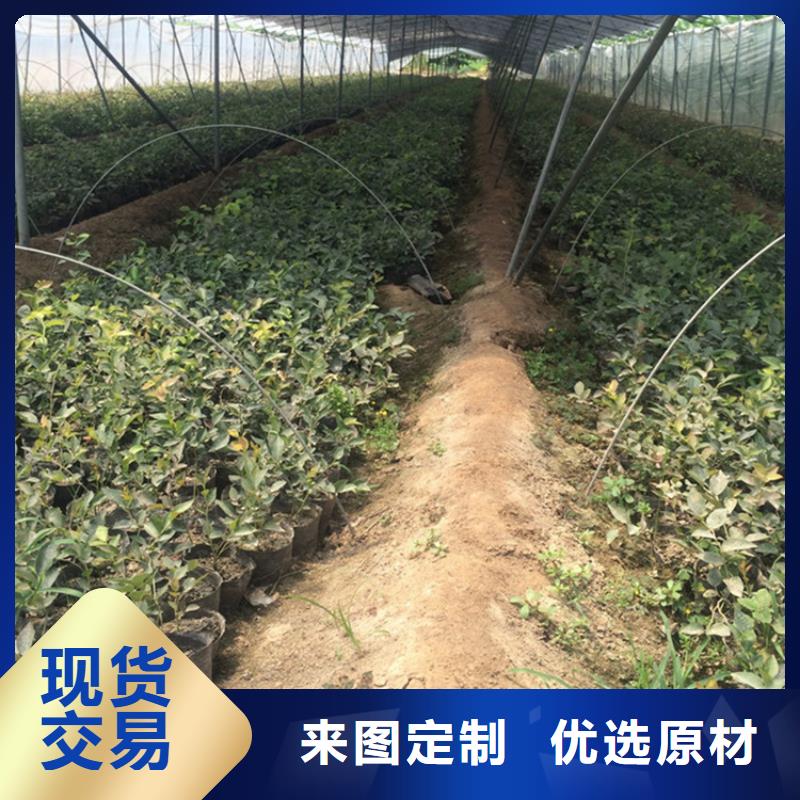 蓝莓苗黄瓜苗随到随提