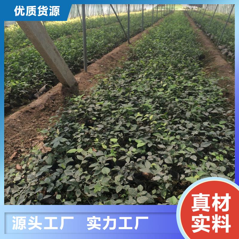 蓝莓苗,杏树苗严选材质
