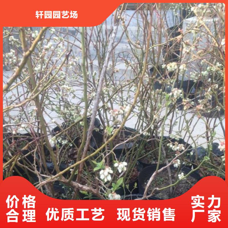 蓝莓苗大棚种植