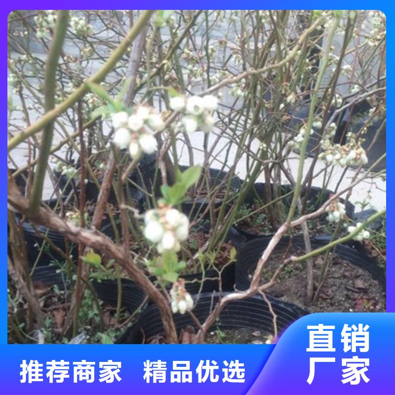 蓝莓苗黄瓜苗随到随提
