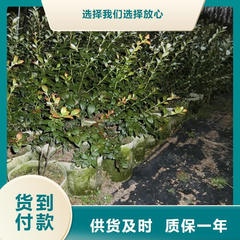 蓝莓苗苹果苗厂家工艺先进
