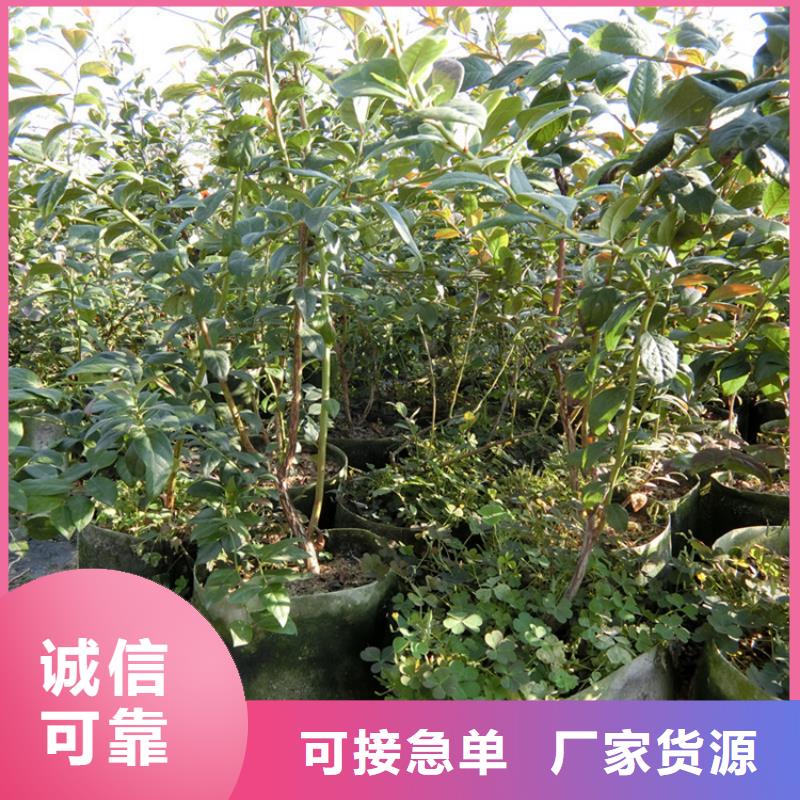 蓝莓苗种植管理技术