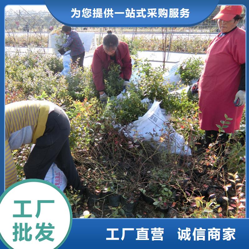 蓝莓苗苹果苗厂家工艺先进
