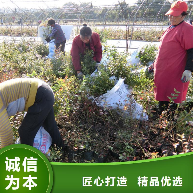 蓝莓苗黄瓜苗随到随提