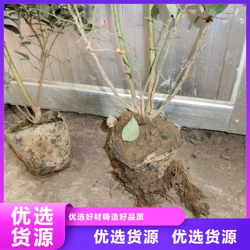 蓝莓苗,杏树苗严选材质