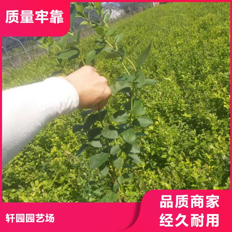 蓝莓苗大棚种植