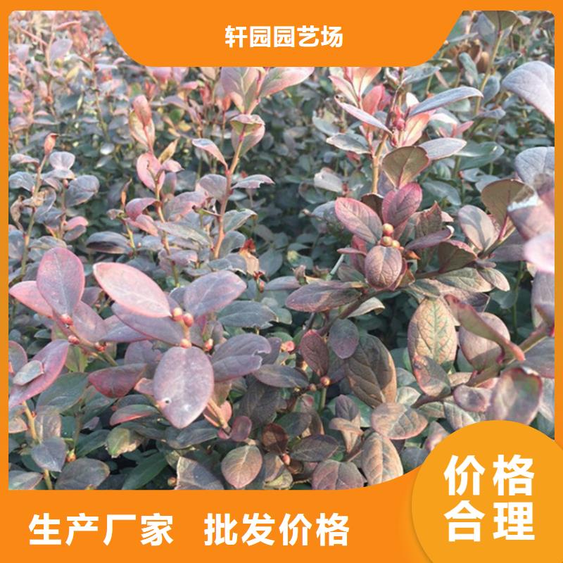蓝莓苗黄瓜苗随到随提