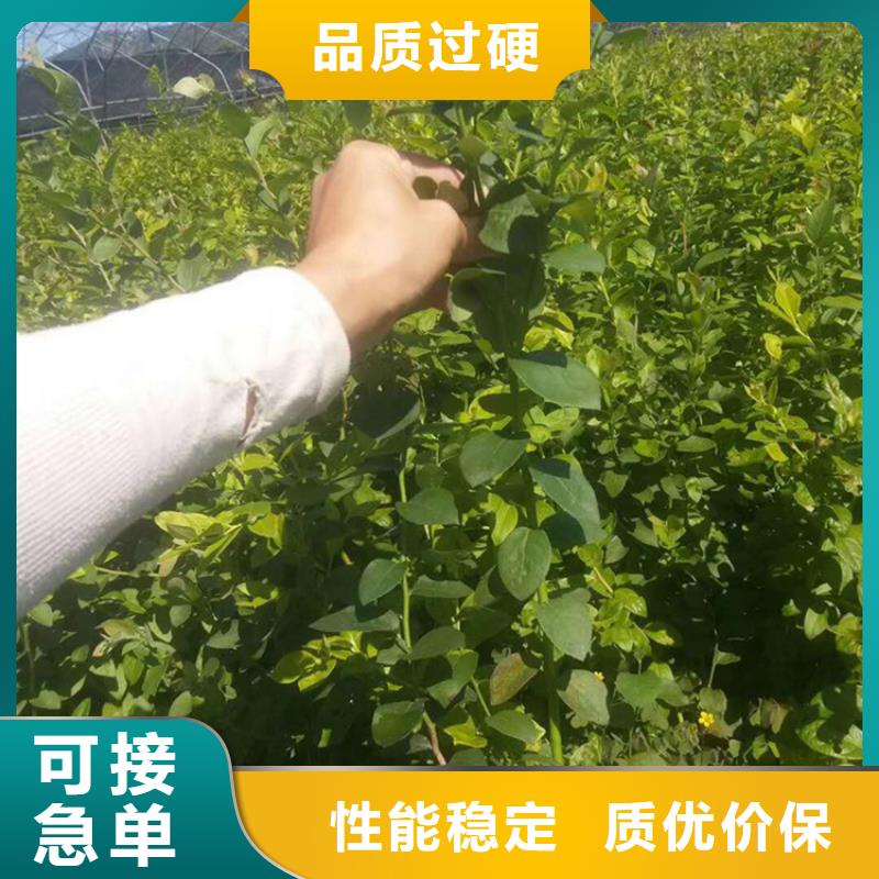 蓝莓苗,杏树苗严选材质