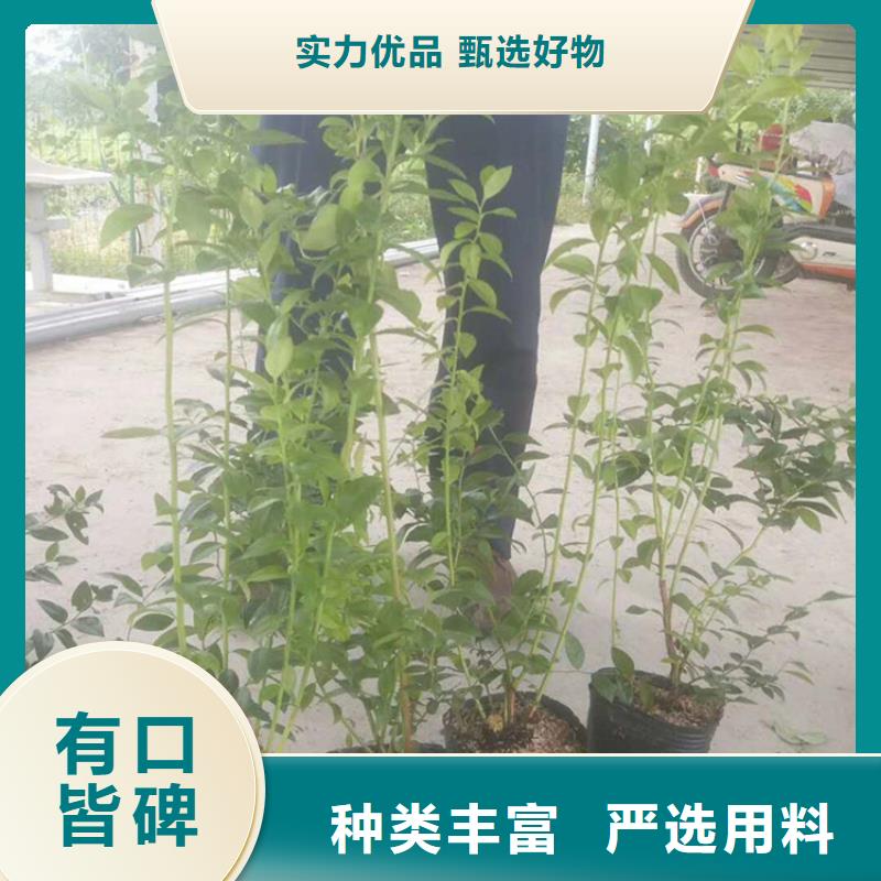 蓝莓树苗现挖苗现发货