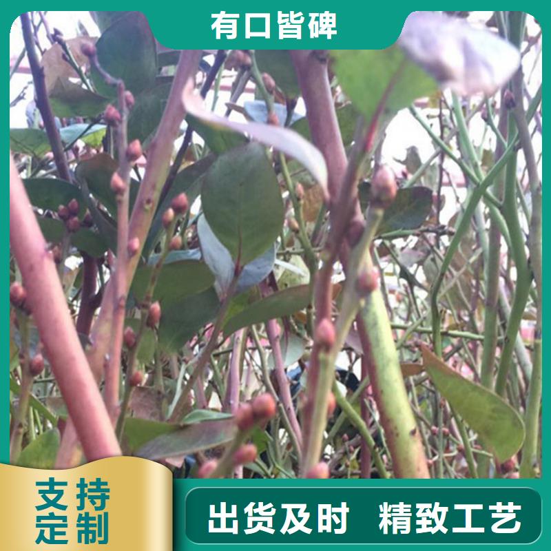 蓝莓苗种植管理技术