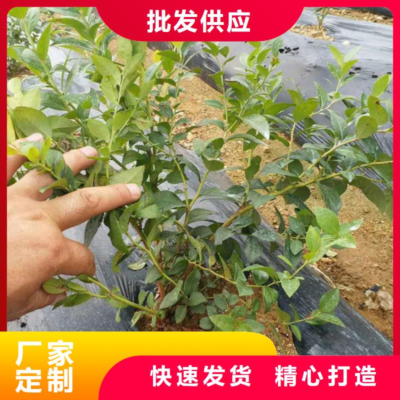 结果蓝莓树适合种植地区