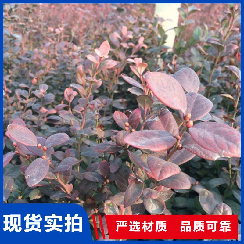 蓝莓苗-桃树苗真材实料加工定制