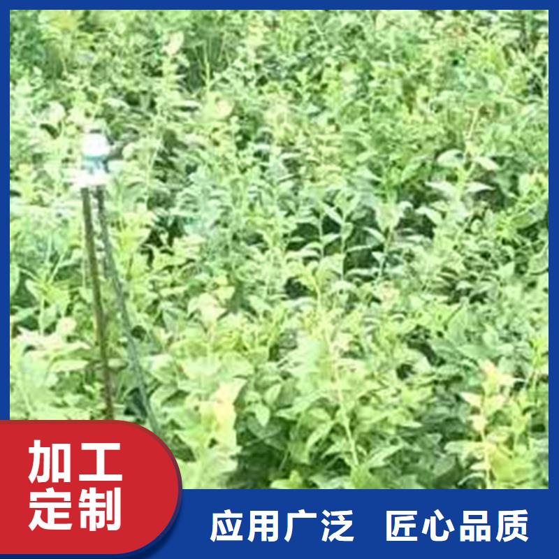 蓝莓苗,杏树苗严选材质