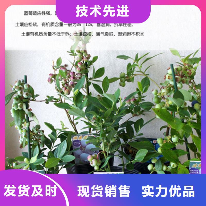 茶花蓝莓苗种植管理直销【轩园】