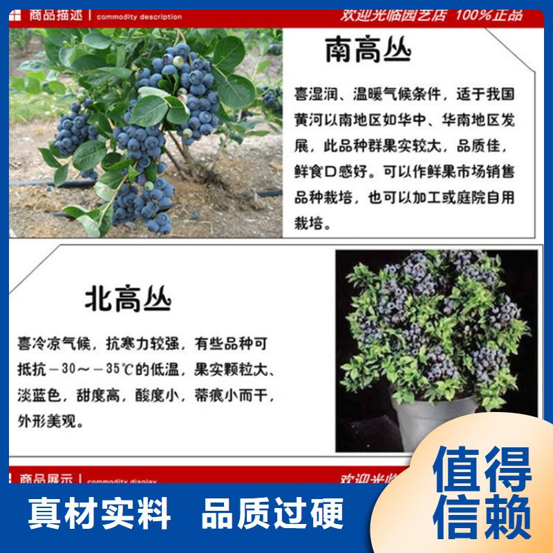 组培蓝莓苗种植管理技术