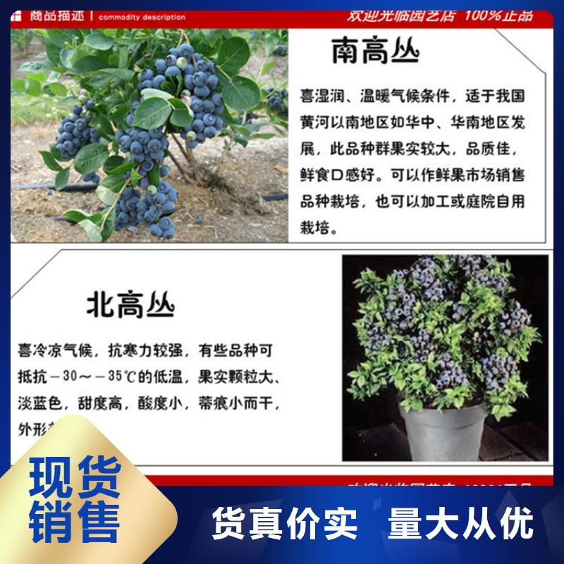 蓝莓苗杏树苗用途广泛
