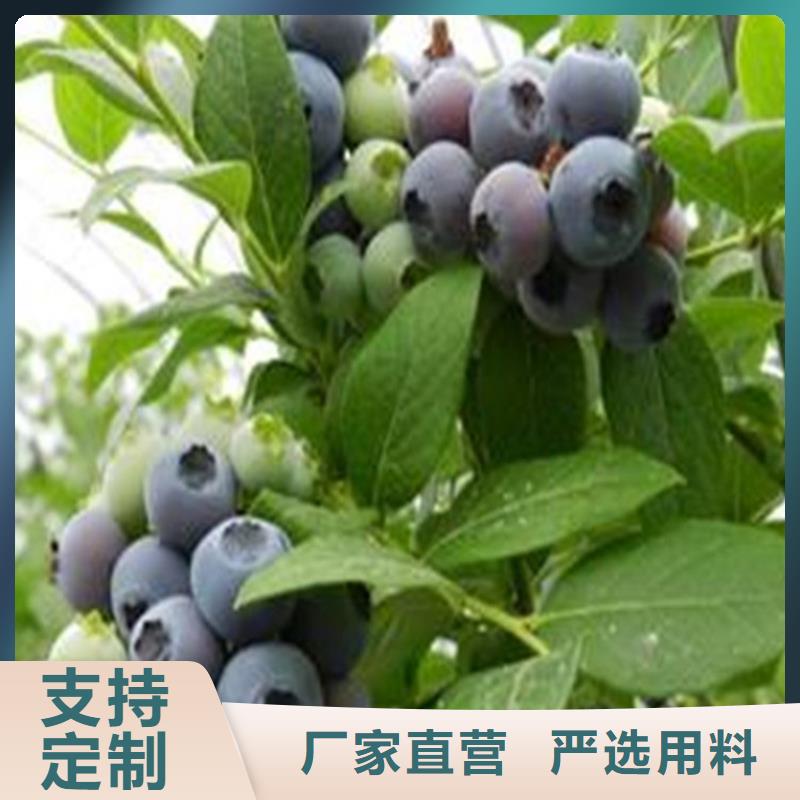 蓝莓苗北美冬青敢与同行比质量