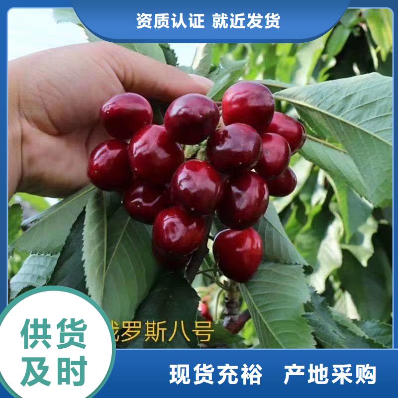 樱桃3公分石榴苗精品优选