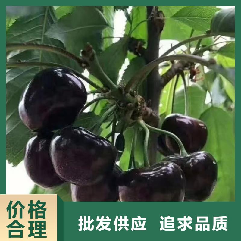 樱桃桃树苗价格公道合理
