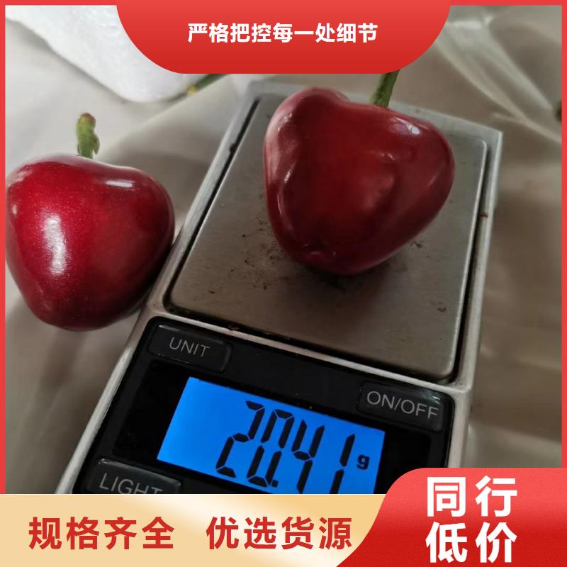 樱桃,石榴苗质量层层把关