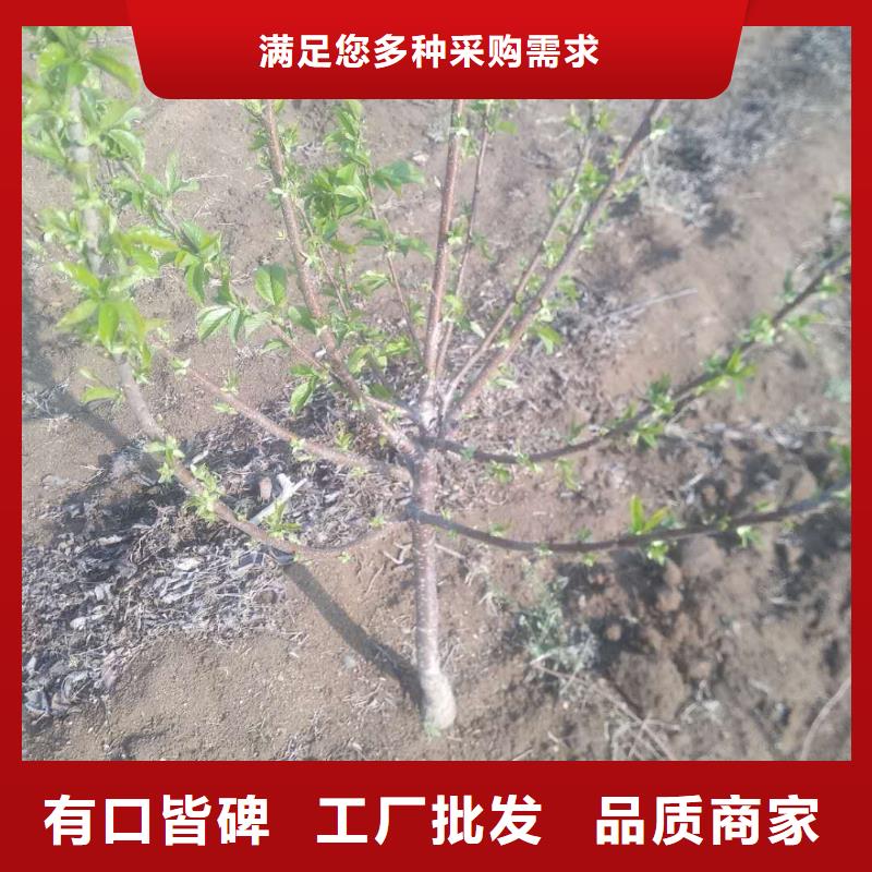 大樱桃苗适合种植地区