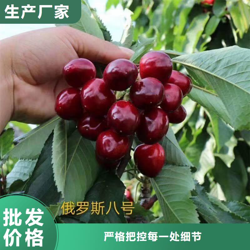 樱桃苹果苗海量现货直销