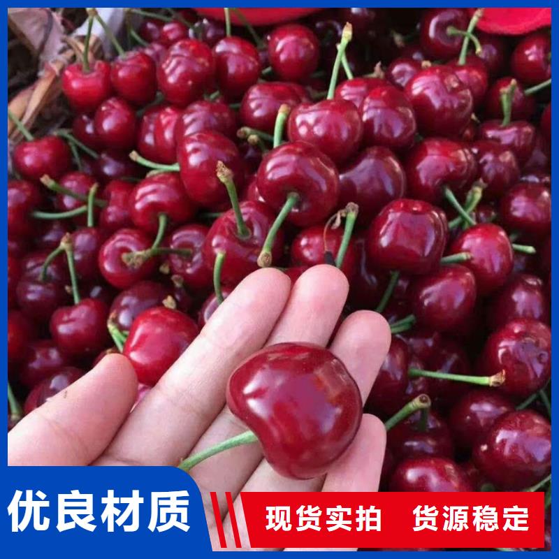 樱桃3公分石榴苗精品优选