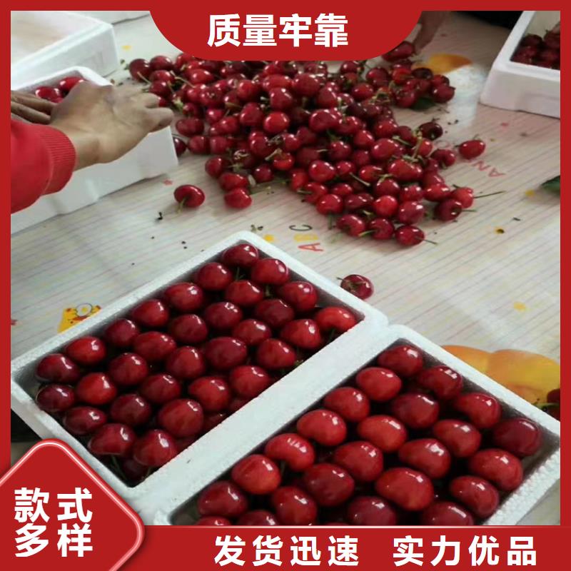 樱桃桃树苗价格公道合理