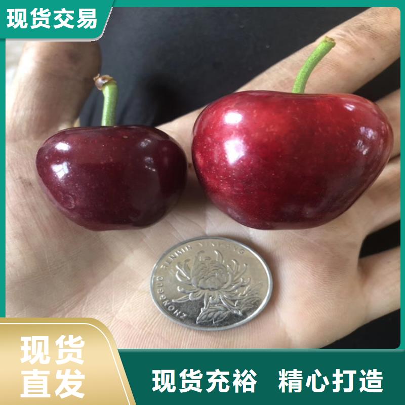 樱桃梨树苗专业厂家