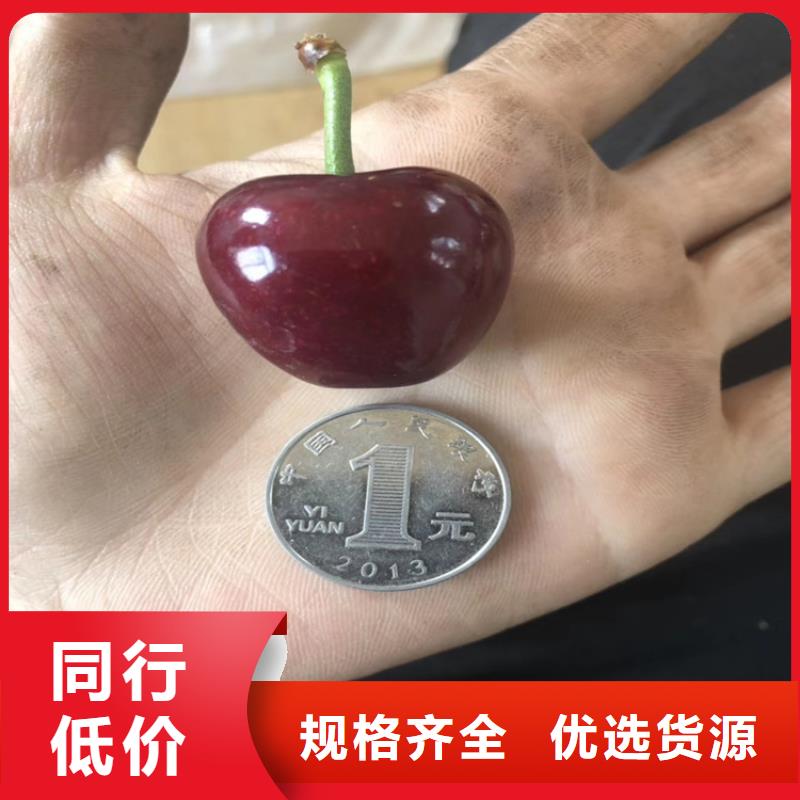 樱桃苹果苗海量现货直销