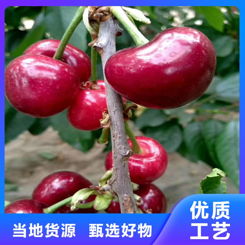樱桃3公分石榴苗精品优选