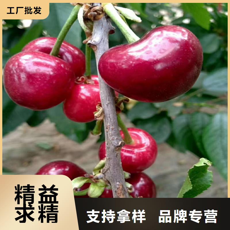 樱桃梨树苗专业厂家