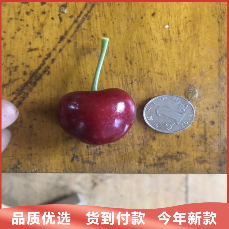 樱桃桃树苗价格公道合理