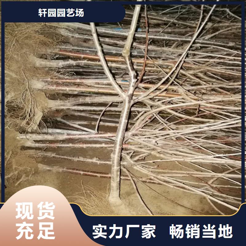 樱桃桃树苗价格公道合理