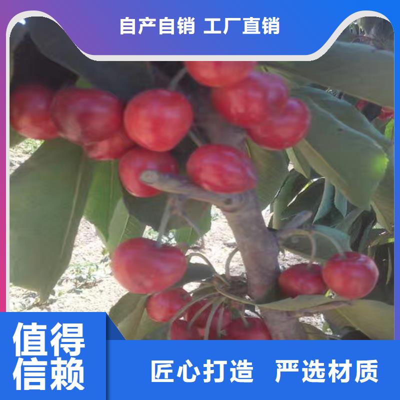 樱桃梨树苗专业厂家