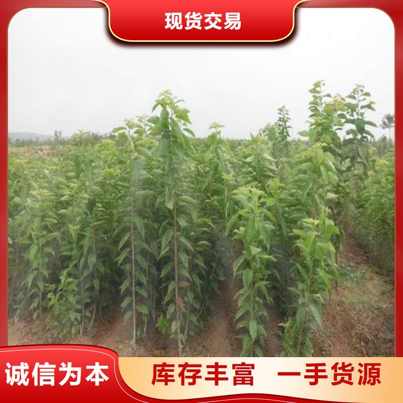 樱桃苹果苗海量现货直销