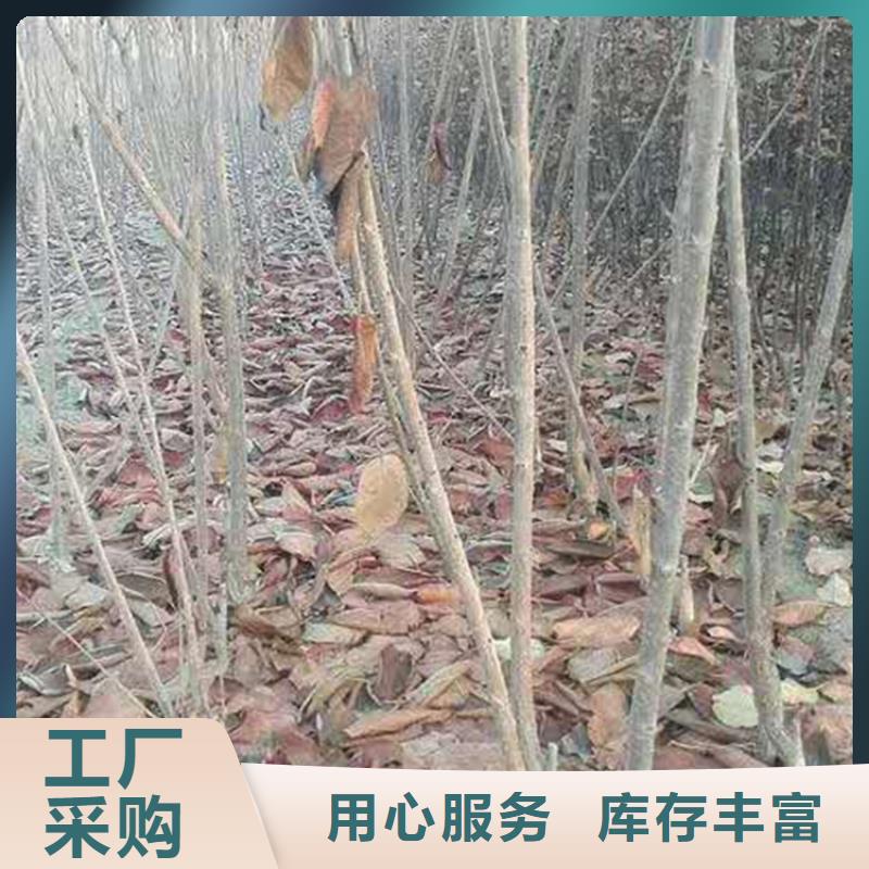 矮化大樱桃树苗种植技术