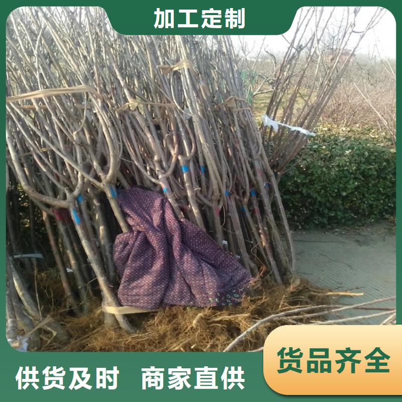 樱桃苹果苗海量现货直销