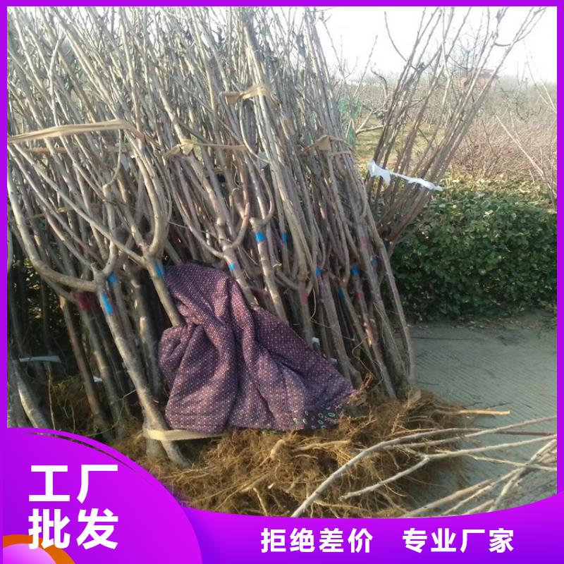 樱桃桃树苗价格公道合理