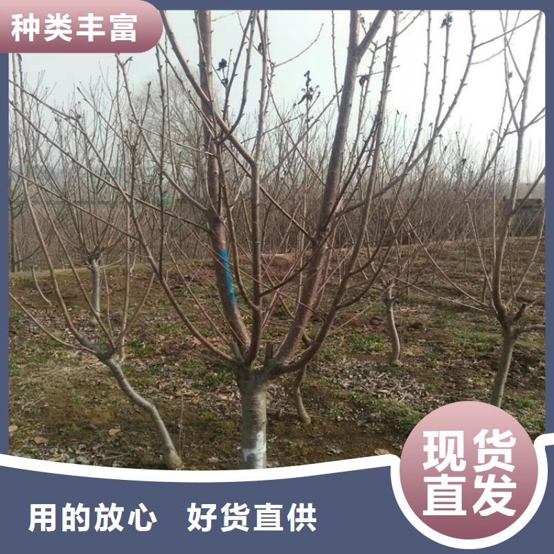 樱桃,桃树苗品质好才是硬道理